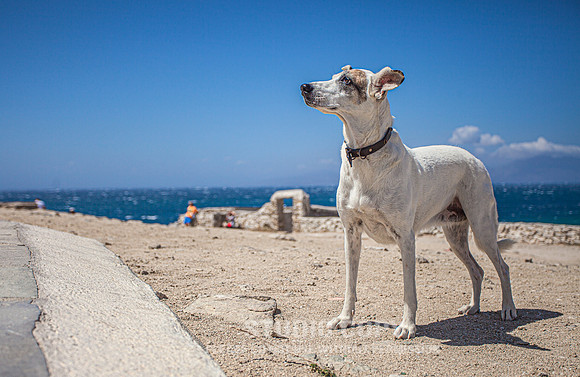 CDR_08222010_0722_MG_5878_mykonos_greece