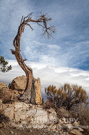 CDR_12272006_0125_IMG_6043_grand_canyon