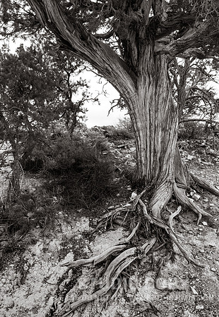 CDR_12272006_0355_IMG_6286_grand_canyon