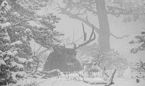 CDR_12282006_0012_IMG_6480_grand_canyon