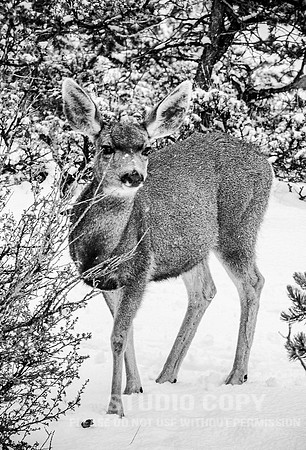 CDR_12282006_0103__MG_6608_grand_canyon