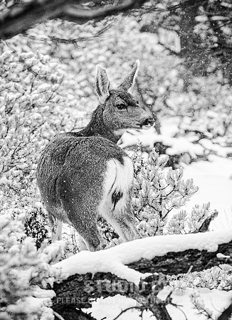 CDR_12282006_0108__MG_6616_grand_canyon