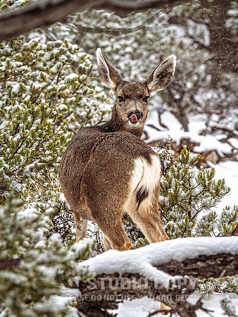 CDR_12282006_0111__MG_6619_grand_canyon