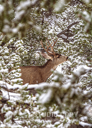 CDR_12282006_0117__MG_6628_grand_canyon