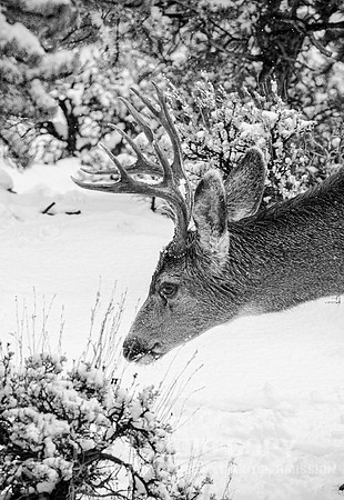 CDR_12282006_0121__MG_6633_grand_canyon