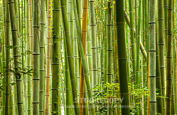 CDR_1110_2011_0617_kyoto
