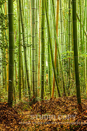 CDR_1110_2011_0618_kyoto