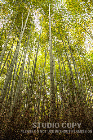 CDR_1110_2011_0805_kyoto