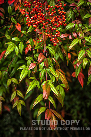 CDR_1110_2011_0819_kyoto