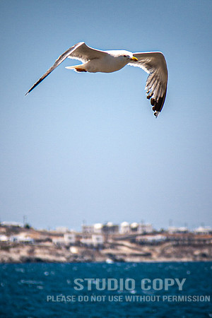 CDR_07092008_0070_MG_4994_mykonos_greece