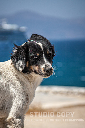 CDR_07092008_0101_MG_5025_mykonos_greece