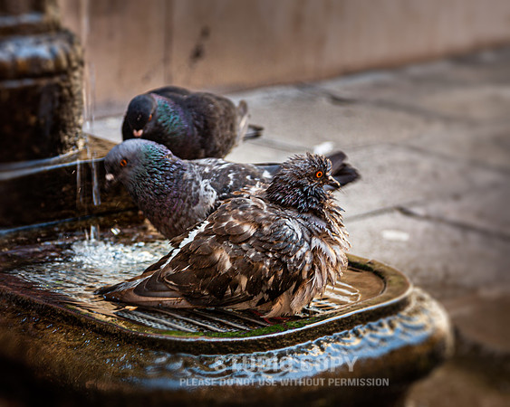 CDR_08152010_0070_MG_9703_venice