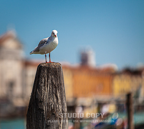 CDR_08152010_0343_MG_9901_venice