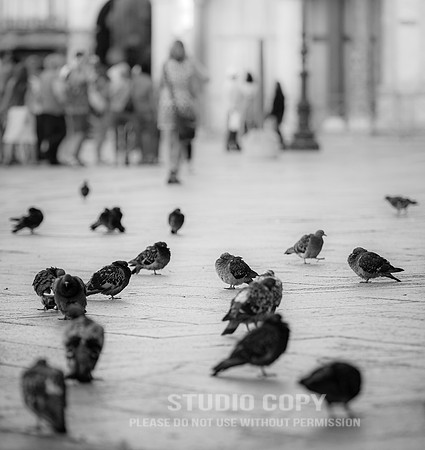 CDR_08162010_0512_MG_1811_venice