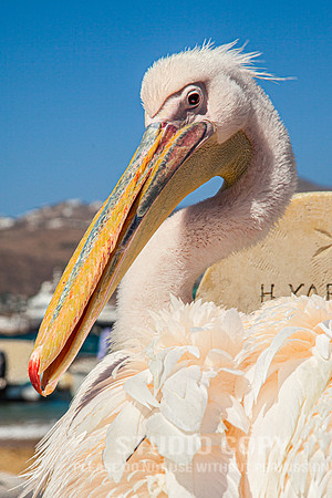 CDR_08222010_0336_MG_6130_mykonos_greece
