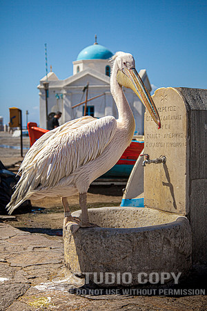 CDR_08222010_0361_MG_6155_mykonos_greece