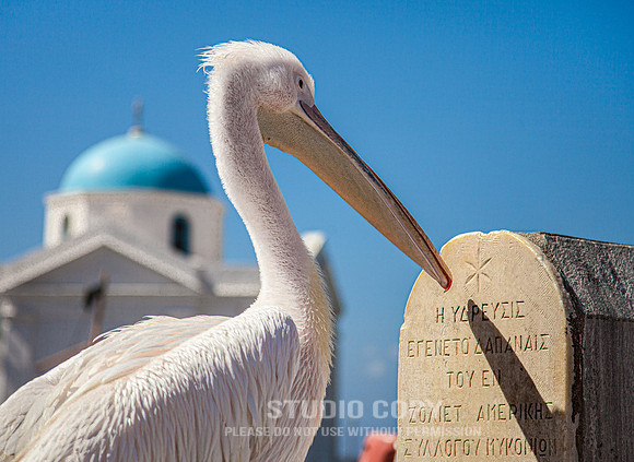 CDR_08222010_0371_MG_6165_mykonos_greece