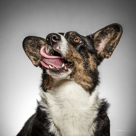 CDR_07152017_0592 corgie Polly