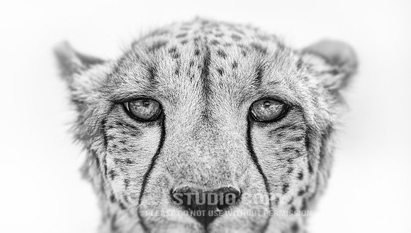 CDR_08232013_0275 Cheetah