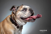 Pawdography Gallery