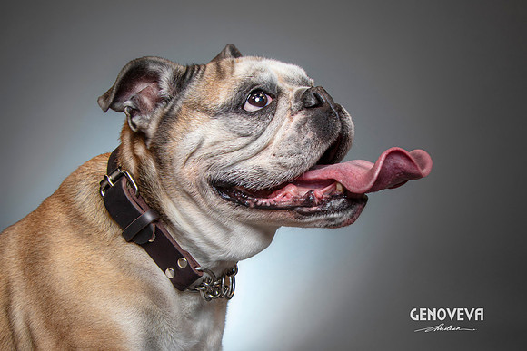 CDR_04212021_0388_pawdography_veva