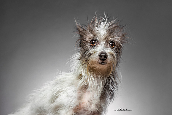 CDR_12182016_0488-Buddy-web
