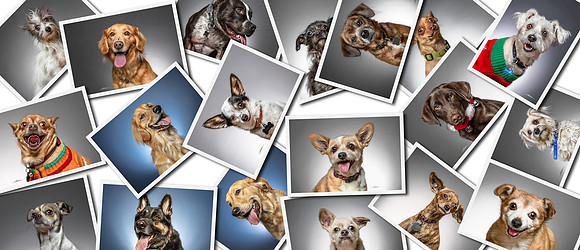 Doggie Banner 3
