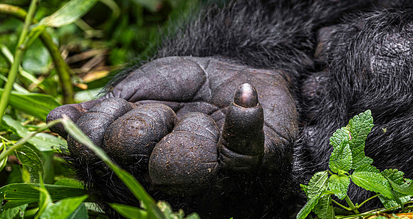 CDR_01222025_0995_Gorilla_Rashuga copy_N