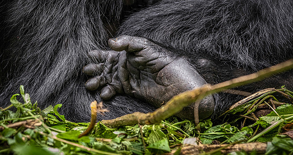 CDR_10292023_3101_Uganda_Gorilla Foot copy_N