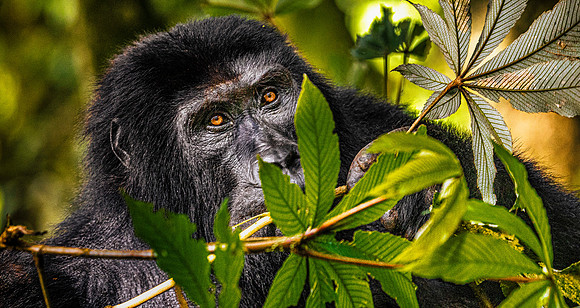 CDR_01232025_0378_Gorilla_Busingye_N