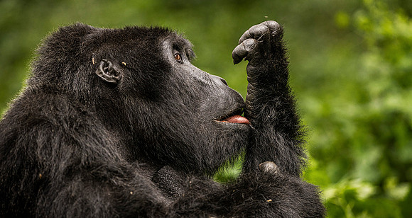 CDR_02262024_2170_Gorillas_Habinyanja Family_buhoma_gorillas_N