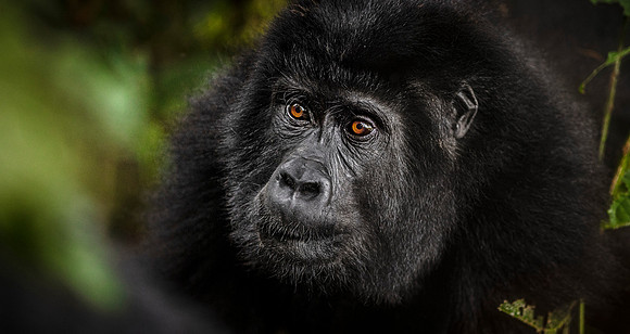 CDR_02242023_Gorilla Trek (329)female gorilla copy_N