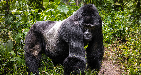 CDR_01222025_1382_Gorilla_Rashuga_Bweza copy_N