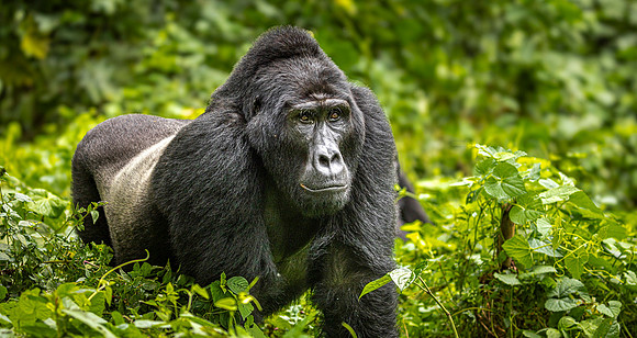 CDR_02262024_0062_Gorillas_Habinyanja Family_buhoma_gorillas_N