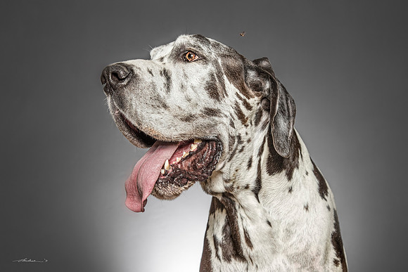 CDR_07152017_0710 GREAT DANE MITCH