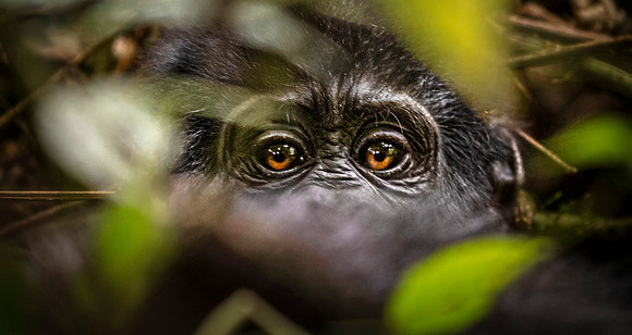 CDR_02242023_Gorilla Trek (468)_baby gorilla copy_N
