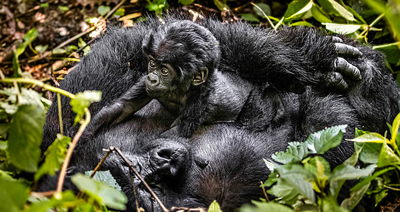 CDR_10302023_0587_Uganda_momma Baby Gorilla copy_N