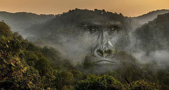 CDR_02242023_Gorilla Trek (11) Gorilla Mist copy_N