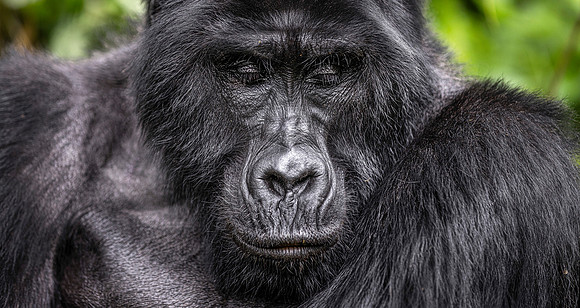 CDR_10292023_3026_Uganda_silverback copy_N