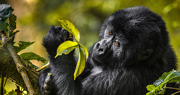 CDR_01232025_0695_Gorilla_Busingye_N
