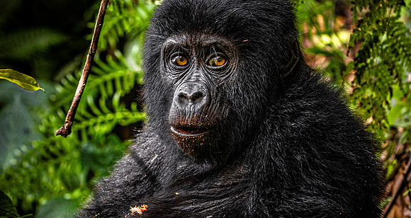 CDR_01232025_0304_Gorilla_Busingye_N