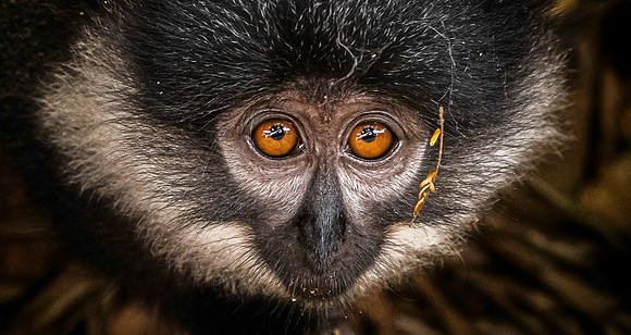 CDR_02262024_3243_buhoma_monkeys copy_N