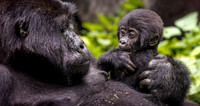 CDR_02262024_0666_Gorillas_Habinyanja Family_buhoma Mom Baby_N