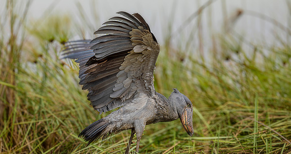 CDR_01152025_0517_Shoebill_Entebbe-Enhanced-NR copy_N
