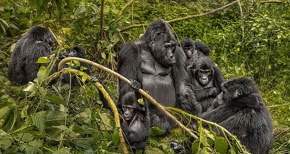 CDR_10292023_2975_Uganda_Gorilla Family copy_N
