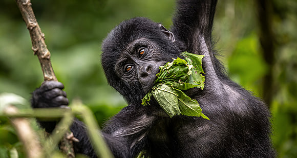 CDR_10292023_2734_Uganda_N