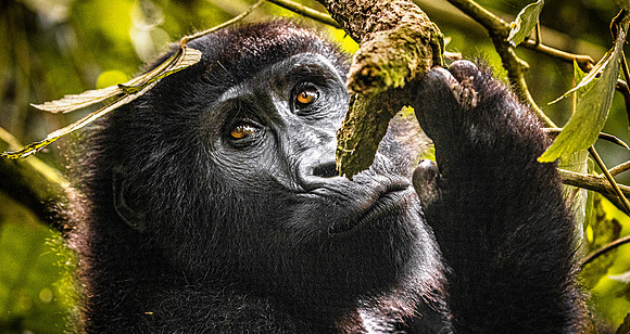 CDR_01232025_0838_Gorilla_Busingye_N