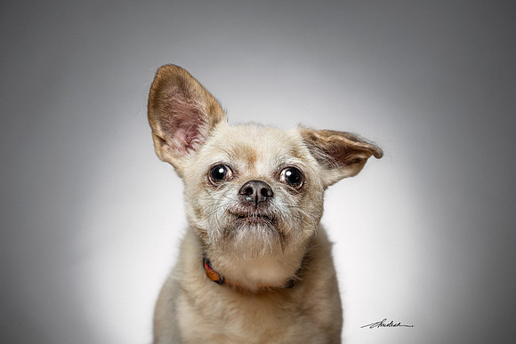 CDR_12182016_0265-Scruffy-web