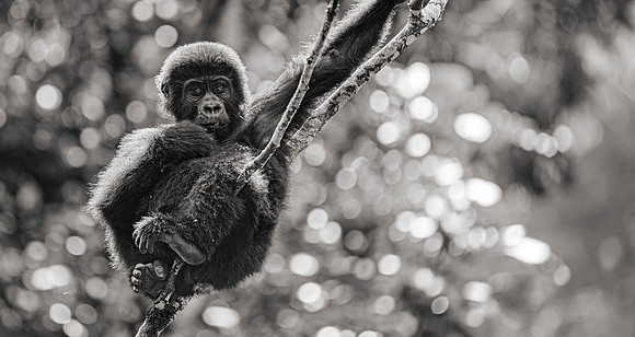 CDR_05222023_0790_Gorilla Trek_N