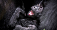 CDR_10302023_1300_Uganda_Gorilla Infant copy_N